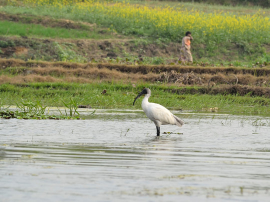 Purbasthali旅游攻略图片