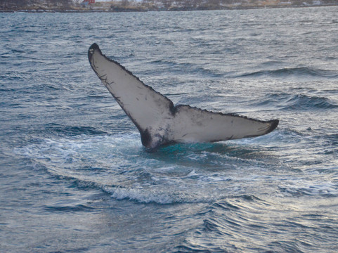北极探险-特罗姆瑟必去景点