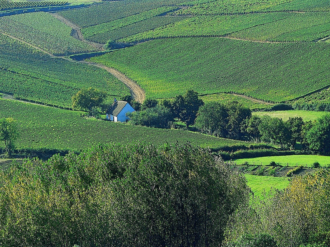 Domaine Philippe Raimbault景点图片