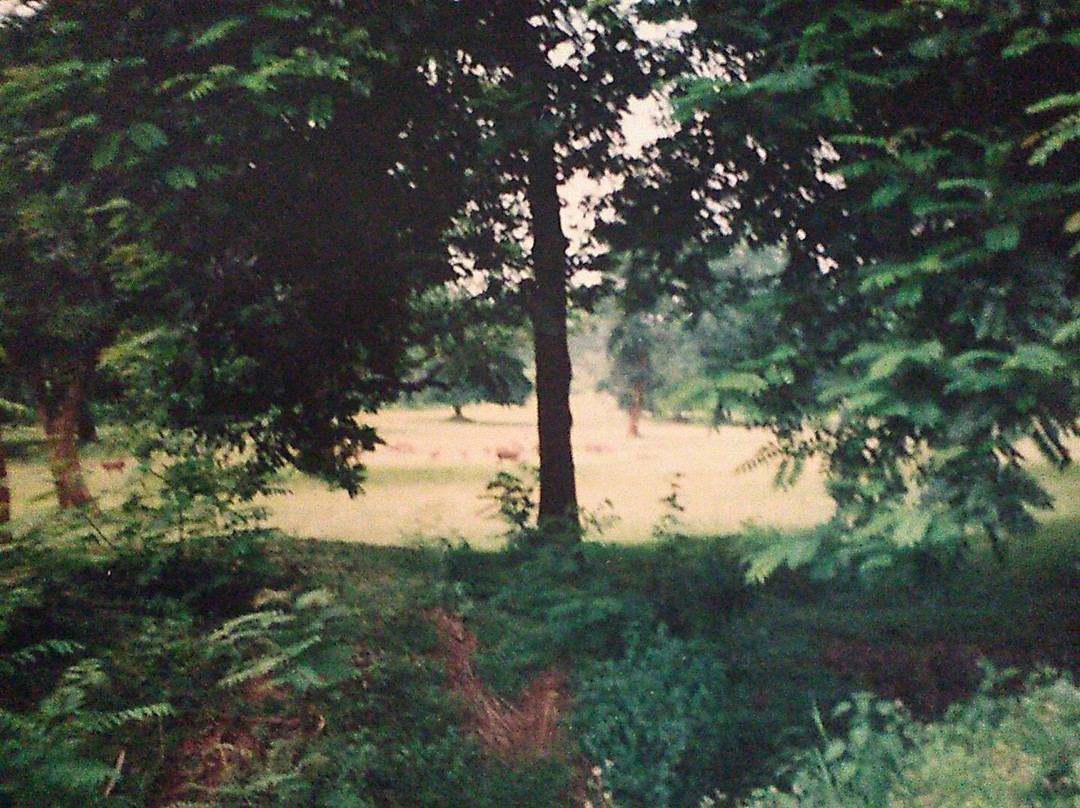 Daltonganj旅游景点-Betla National Park