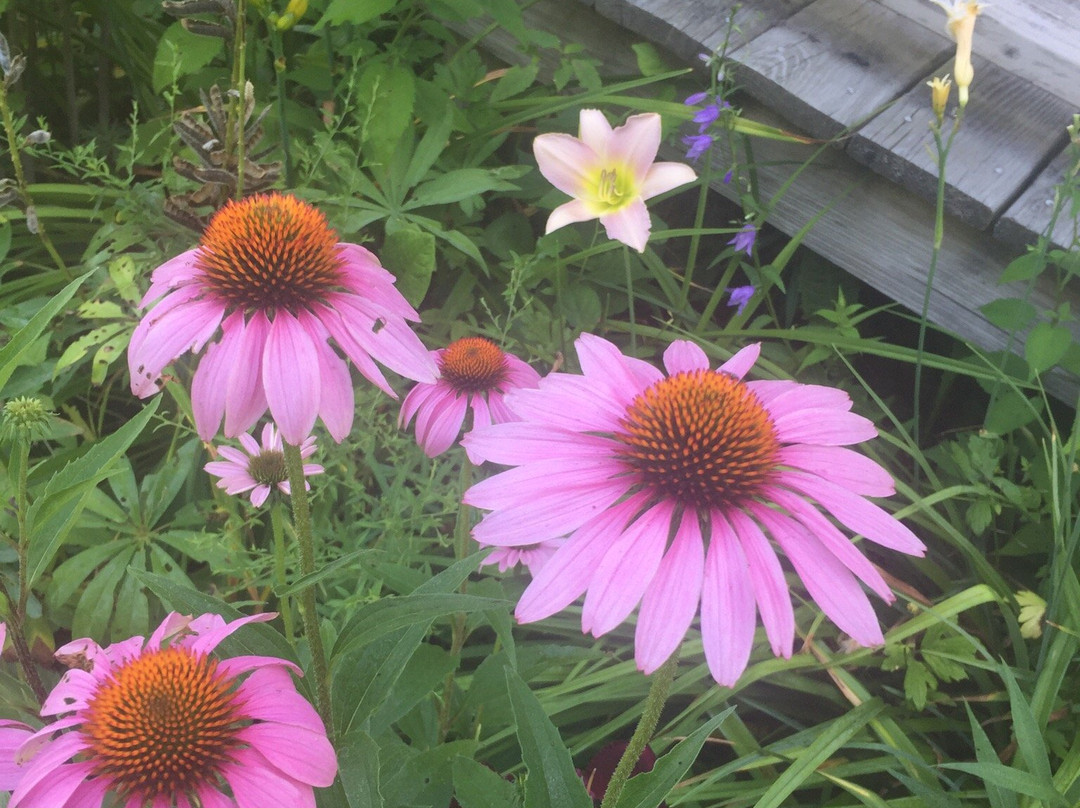 Hawk House Inn主图