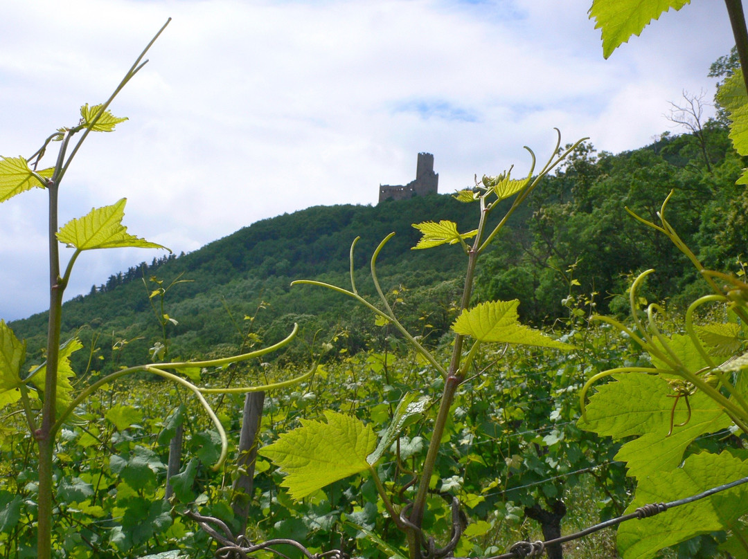Domaine Jean-Paul Schmitt景点图片