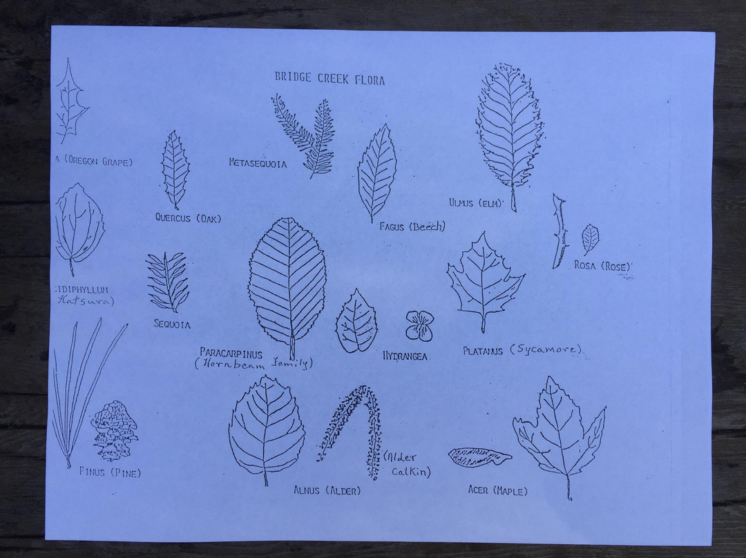 Fossils at Wheeler High School-福尔斯必去景点