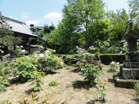 Hokoji Temple景点图片