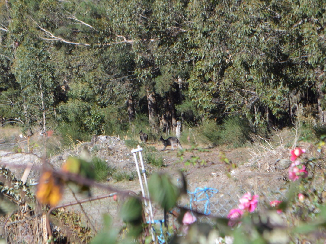 Domino Trail-Trentham必去景点