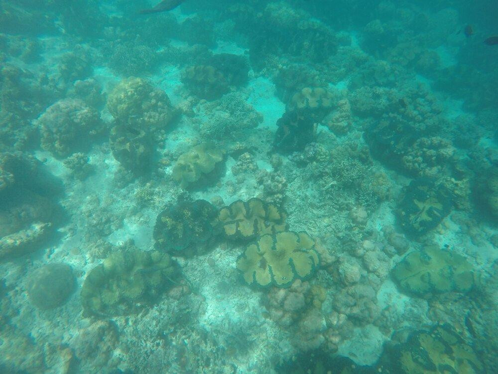 Giant Clam Sanctuary景点图片
