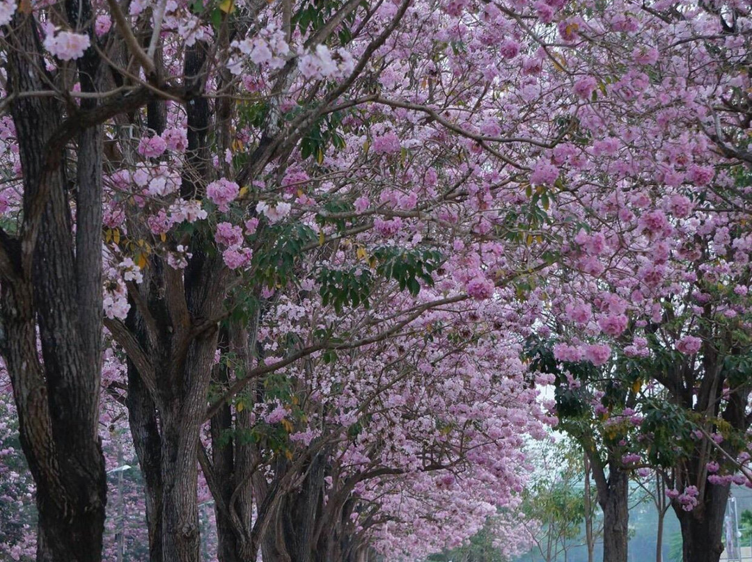 Ancient City of Kamphaeng Saen-甘烹盛必去景点