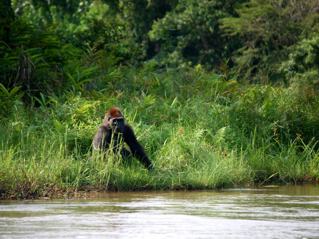 Réserve Naturelle de Gorilles de Lésio-Louna-Léfini景点图片