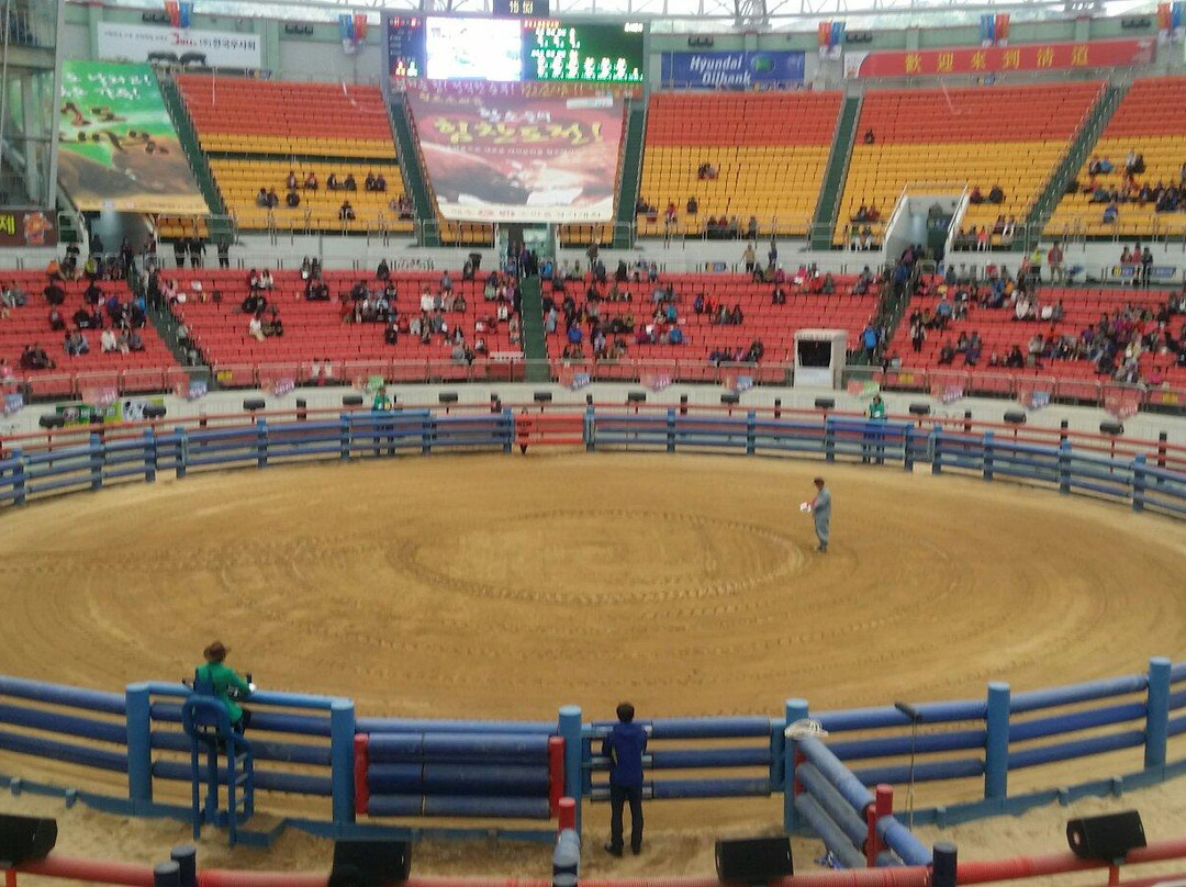 Cheongdo Bullfighting Stadium-清道郡必去景点