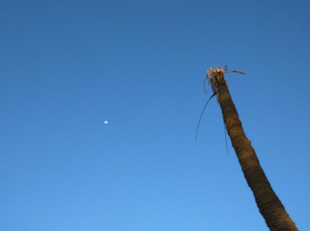 Palmera de Siete Cabezas-伊卡必去景点