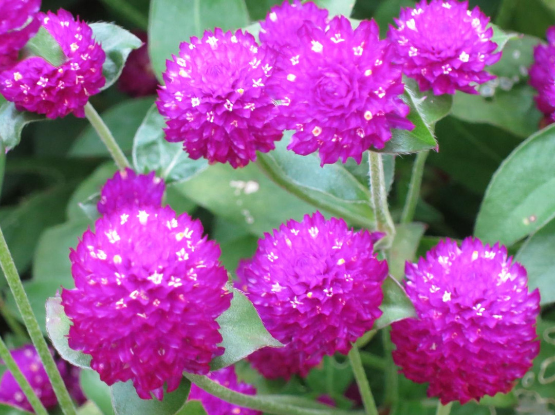 Eco Parkland Zoo-咸平郡必去景点