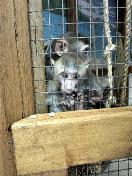 Touching Zoo A Pogladit Mozhno?-莫斯科必去景点