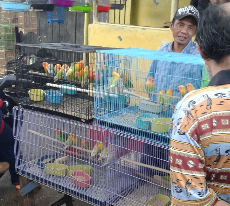 Birds and Flower Market Malang-玛琅必去景点