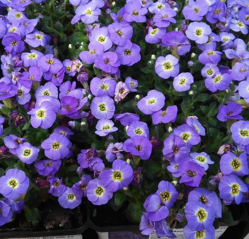 Natural Art Garden Center-Toms Brook必去景点