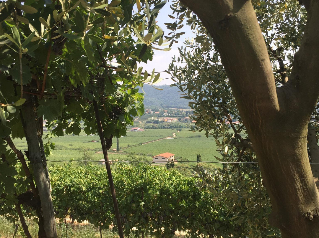 Ca Delle Vigne主图