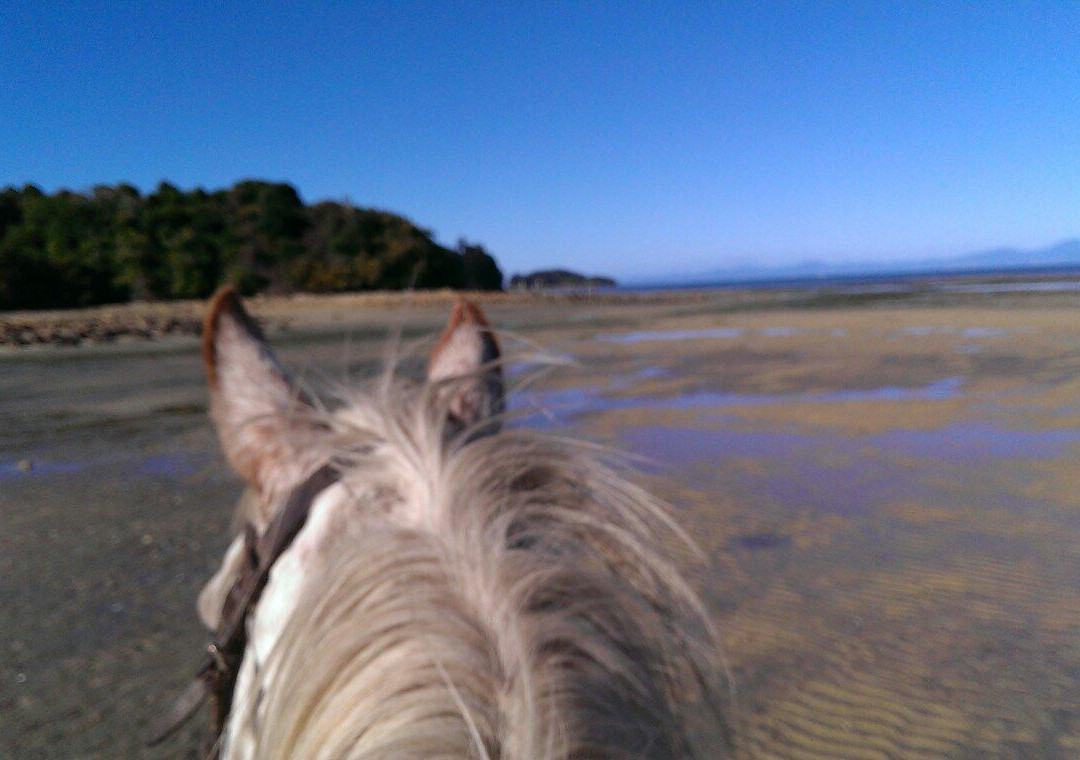 Pegasus Park Equestrian Adventure Tours-莫图伊卡必去景点