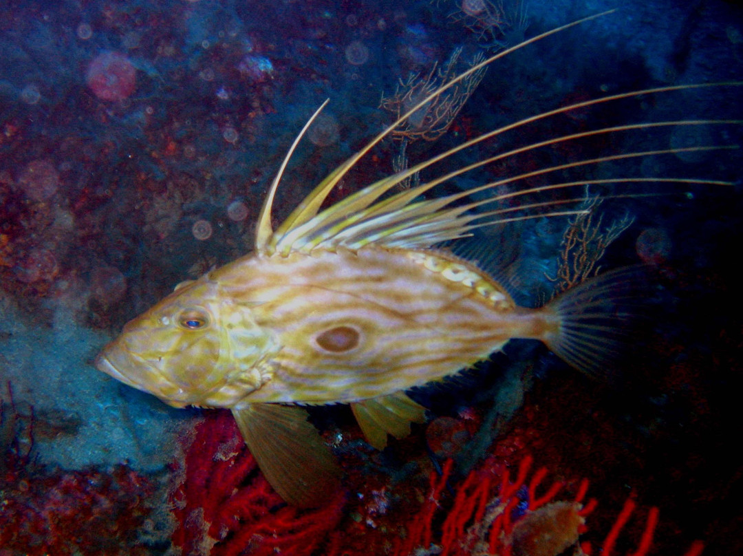 Elba Divers Naregno景点图片