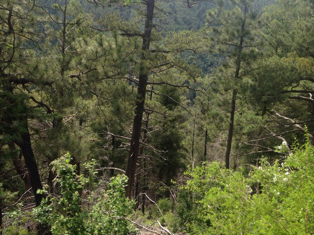 Osha Trail-Cloudcroft必去景点