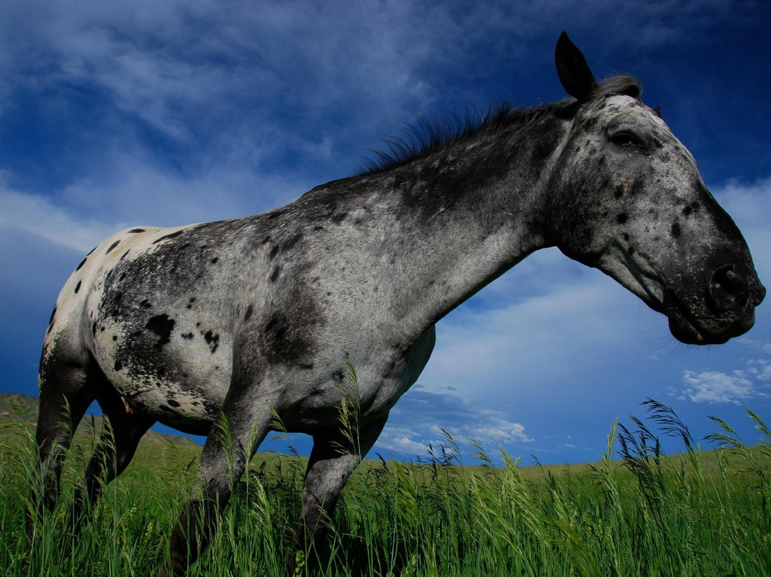 Lone Mountain Ranch Outdoor Shop-大斯凯必去景点