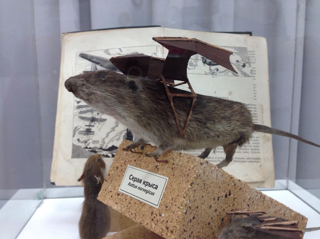 Nature Museum of Novosibirsk State Museum of Local Lore-新西伯利亚必去景点
