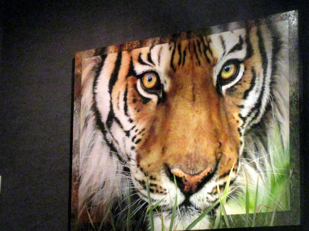 Wyland Galleries-南太浩湖必去景点