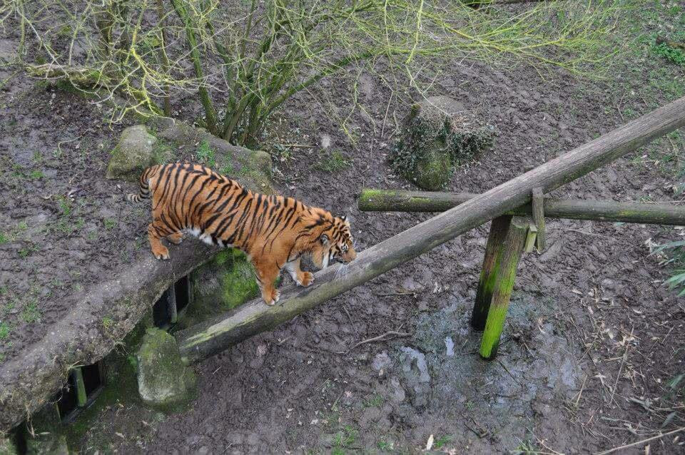 Thrigby Hall Wildlife Gardens景点图片