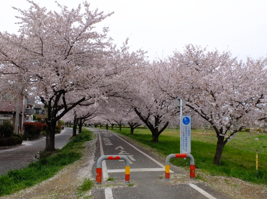 Saitama Prefectural Road 157 Kawagoe Sayama Bike Trail-川越市必去景点
