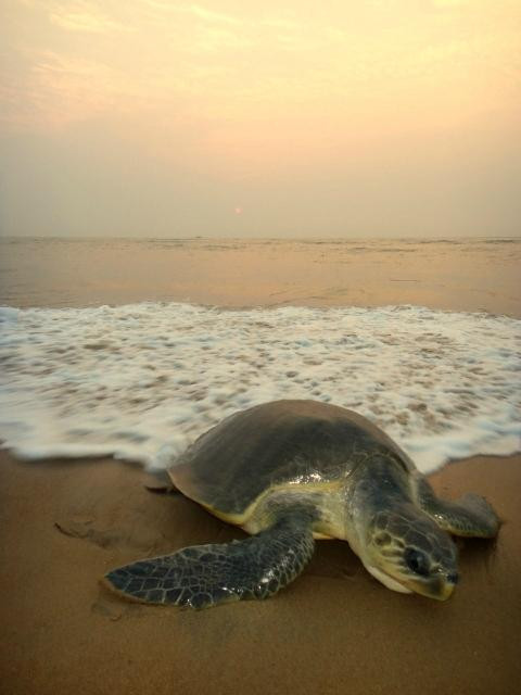 Gahirmatha Turtle Sanctuary景点图片