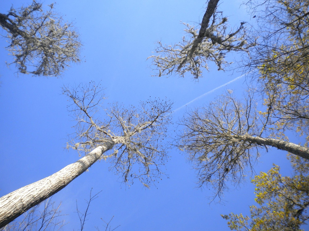 Brooker Creek Preserve-塔彭斯普林斯必去景点