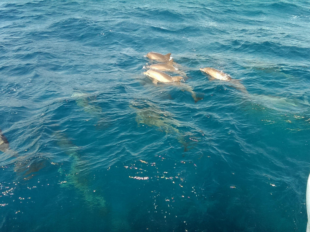 Dolphin House Aqua Center-赫尔格达必去景点