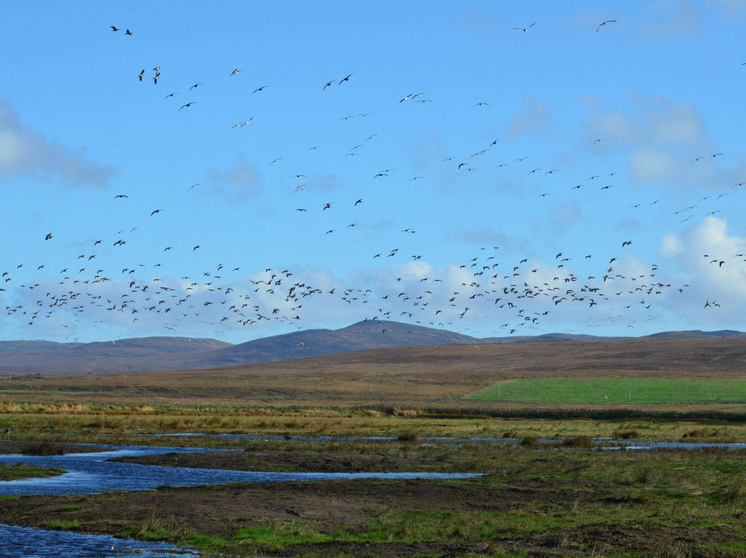 RSPB Loch Gruinart Reserve-Bridgend必去景点