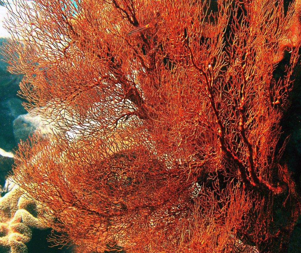 The Dive Adventure景点图片