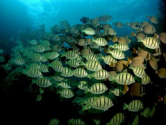 鲨鱼湾-Pupukea必去景点