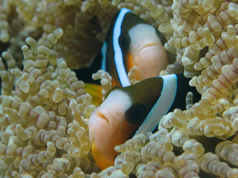 水肺潜水-芽庄必去景点
