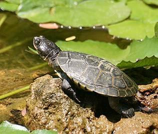 Vipingo酒店住宿-Boko-Boko Bungalows