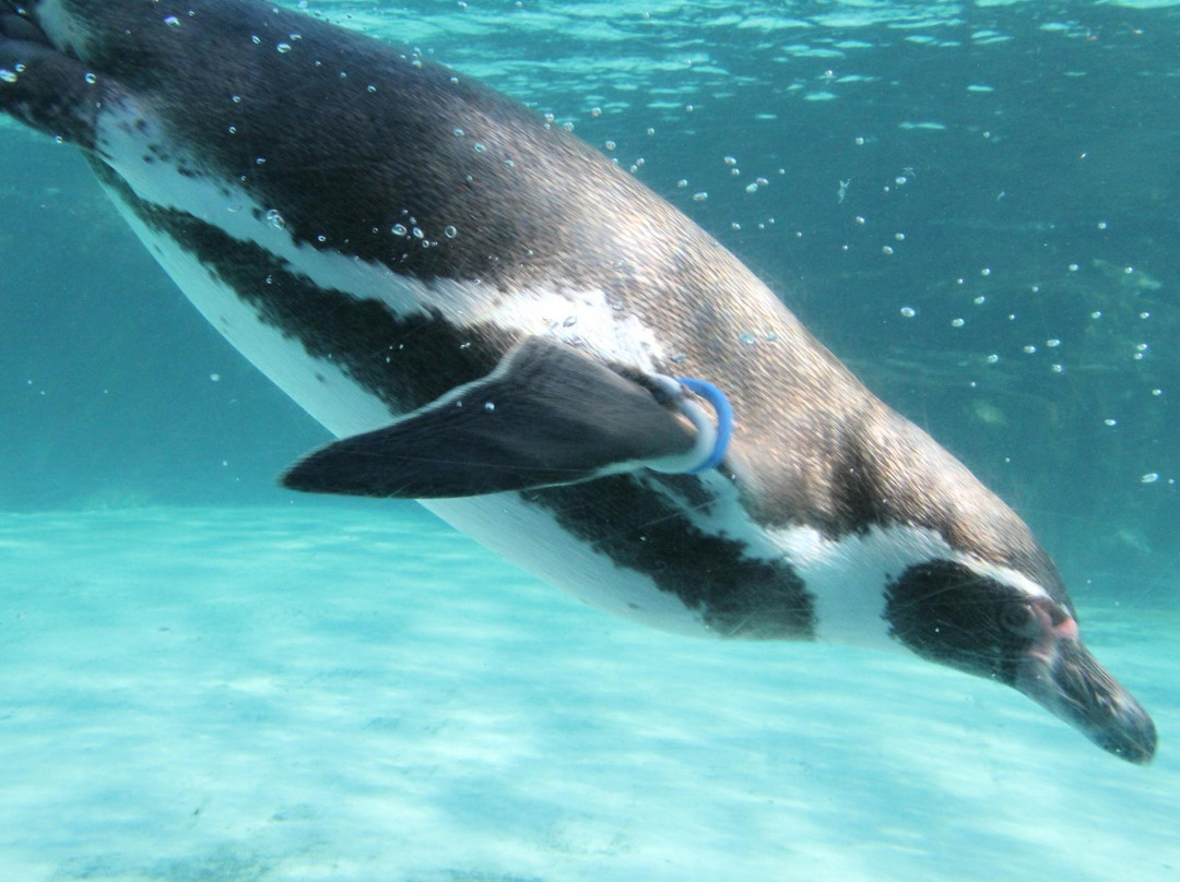 葛西临海水族园-江戸川区必去景点