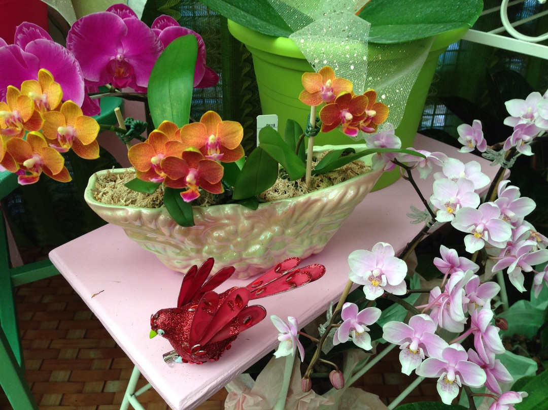 Orchid Display House景点图片