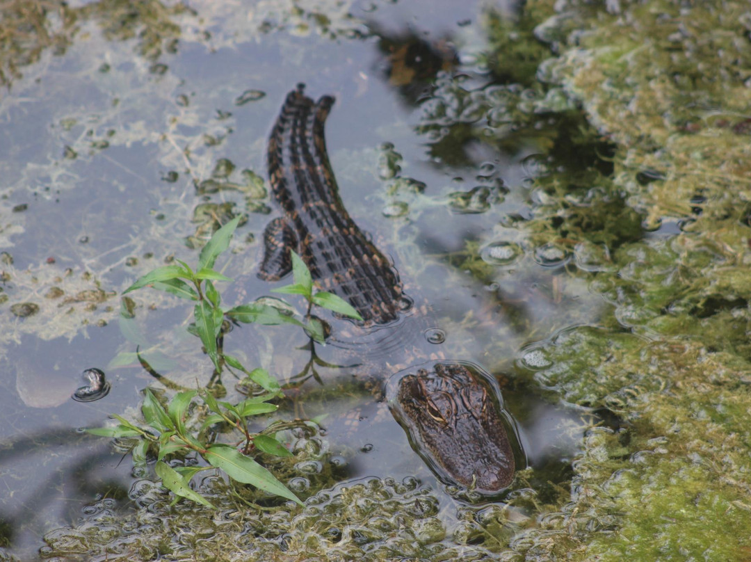 Daggerwing Nature Center-博卡拉顿必去景点