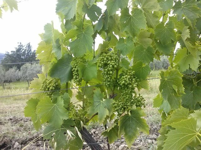 Azienda Agricola Baj -macario