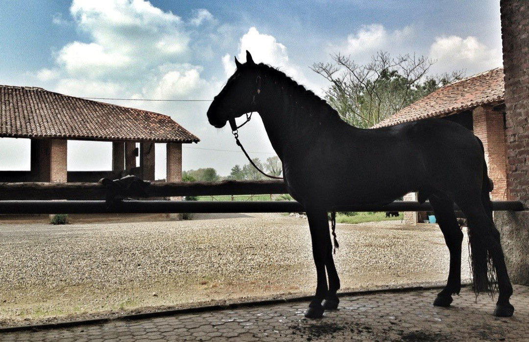 Centro Ippico Duca Dell'Adua-Robecco sul Naviglio必去景点