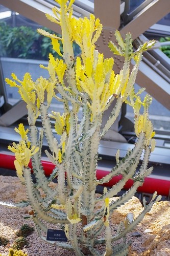 沙漠植物园景点图片