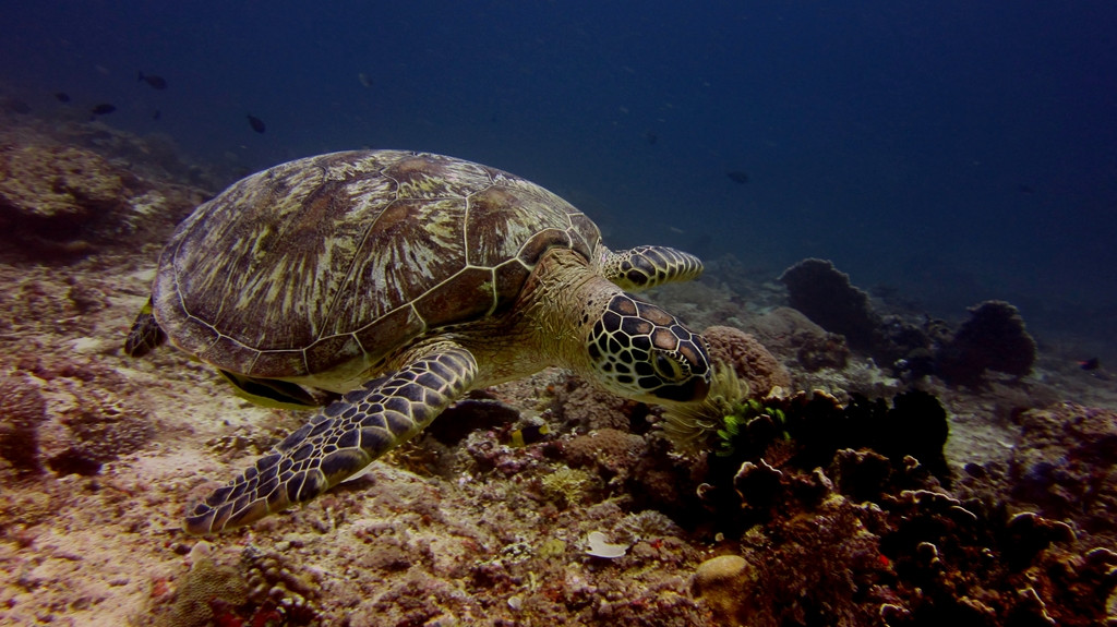 DSM Dive - Lombok-Senggigi必去景点