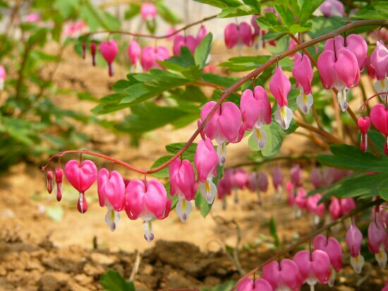 洛阳国际牡丹园-洛阳市必去景点