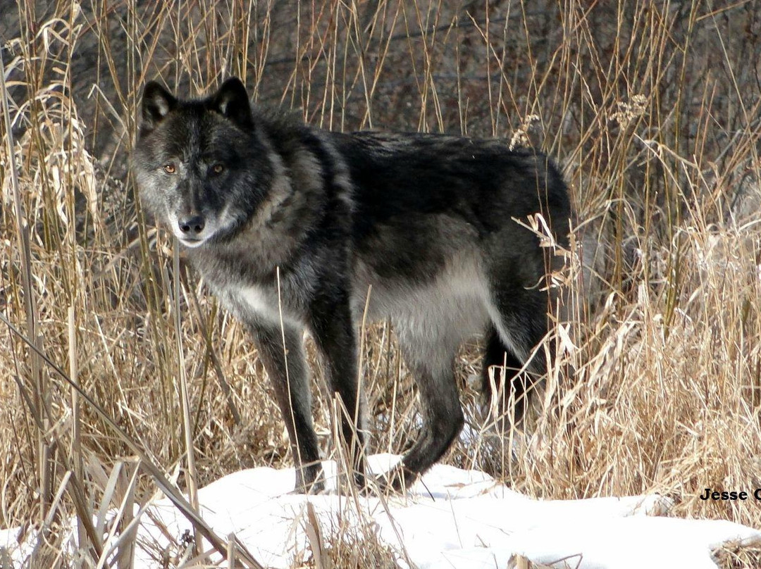 Adirondack Wildlife Refuge-Wilmington必去景点
