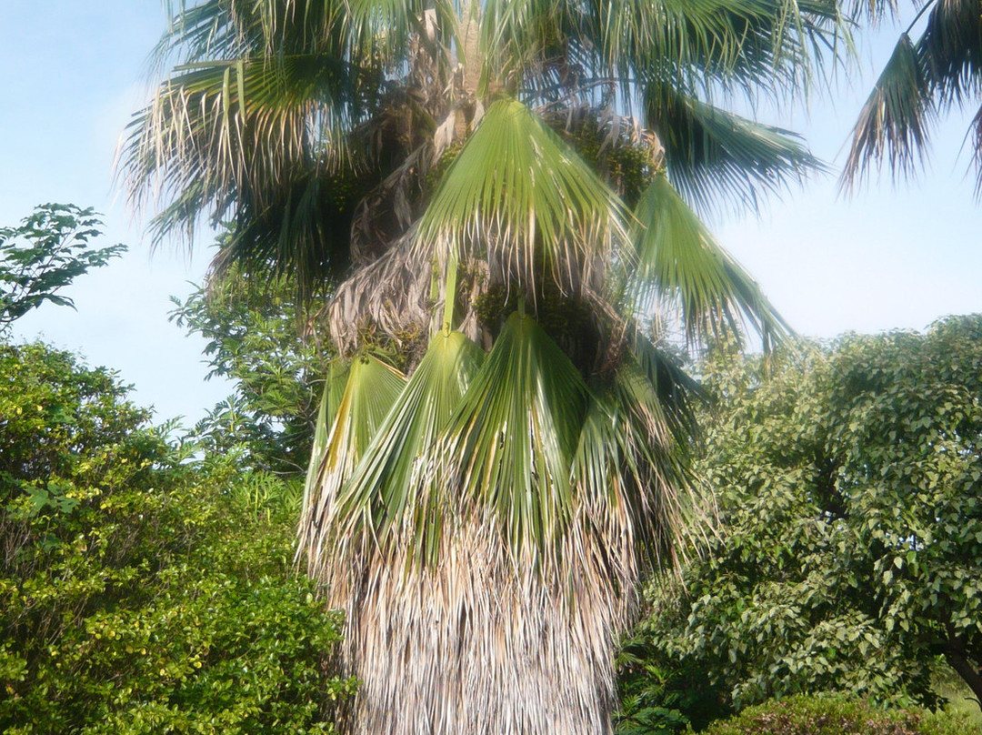 夏威夷热带植物园-库克船长必去景点