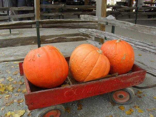 Chudleigh's Entertainment Farm-Milton必去景点