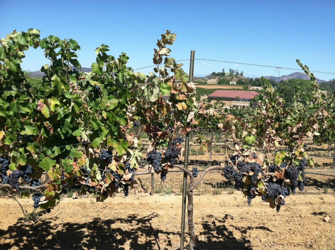 Monte De Oro Winery-特曼库拉必去景点