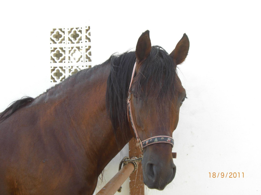 Mezraya Ranch-杰尔巴岛必去景点