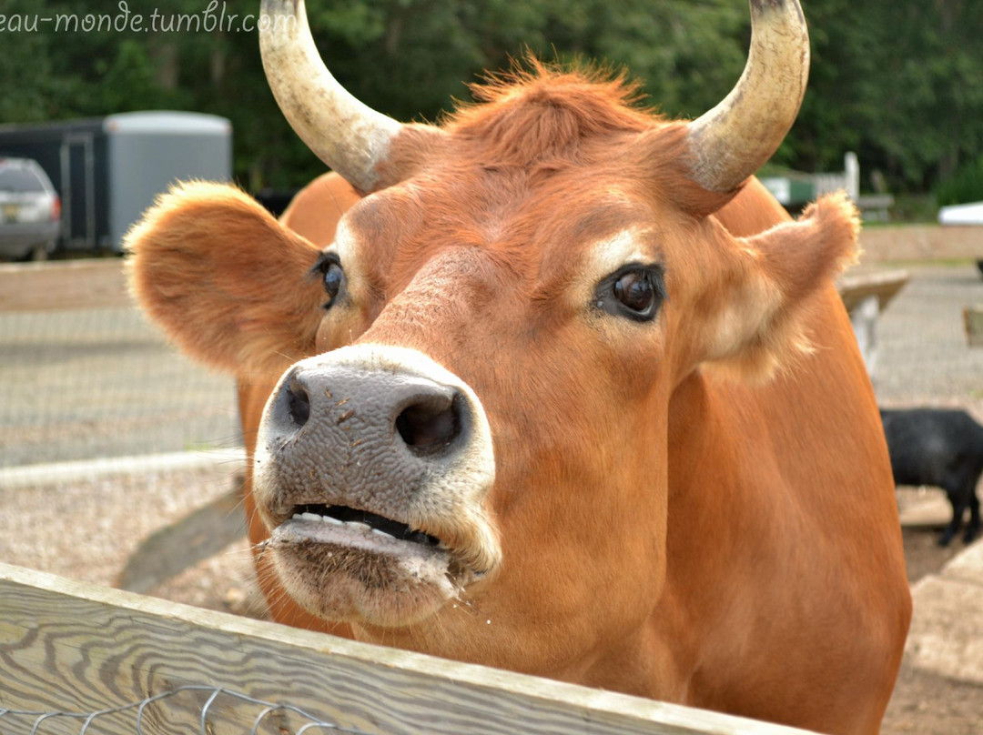 Dawn's Country Market-Milton必去景点