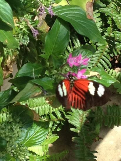 Reiman Gardens-艾姆斯必去景点